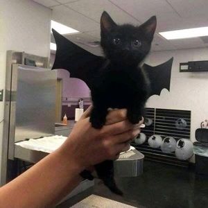 Meet your Posher, Jalen